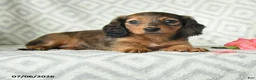 Dachshund dogs for sale: Bree - Ad 2