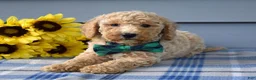 Goldendoodle dogs for sale: Henry  - Ad 8
