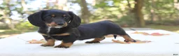 Miniature Dachshund dogs for sale: Sophie - Ad 4