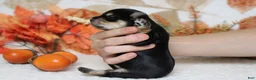 Morkie dogs for sale: Hansel  - Ad 8