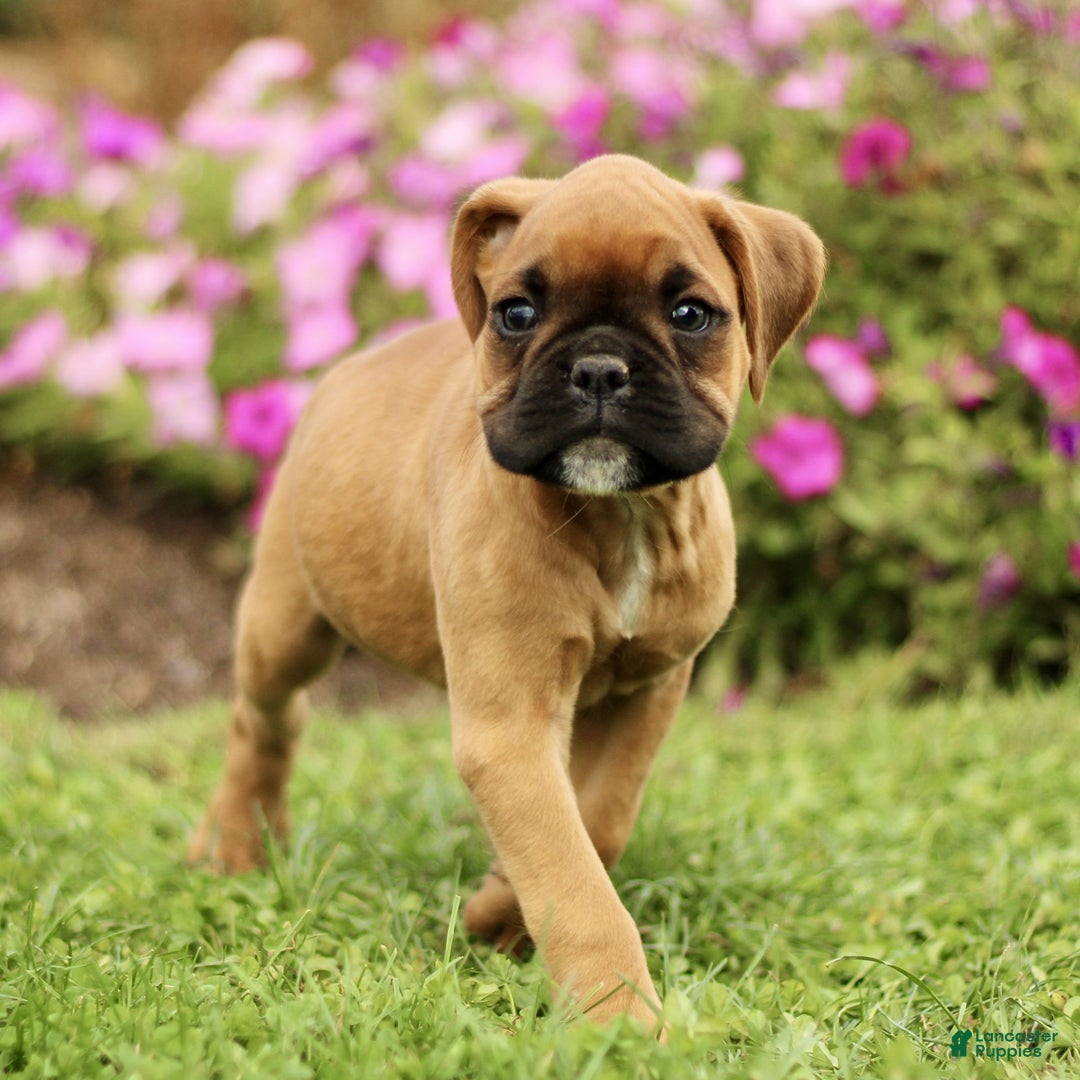 Boxer dogs for sale: Ranger  - Ad 2
