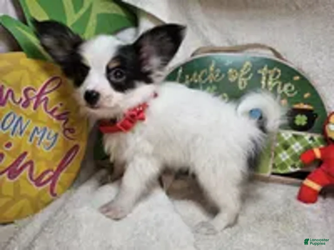 Papillon dogs for sale: Sinatra the Sumo (5 lb) - Ad 2