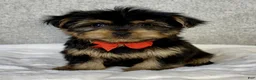 Yorkshire Terrier dogs for sale: Hudson - Ad 2