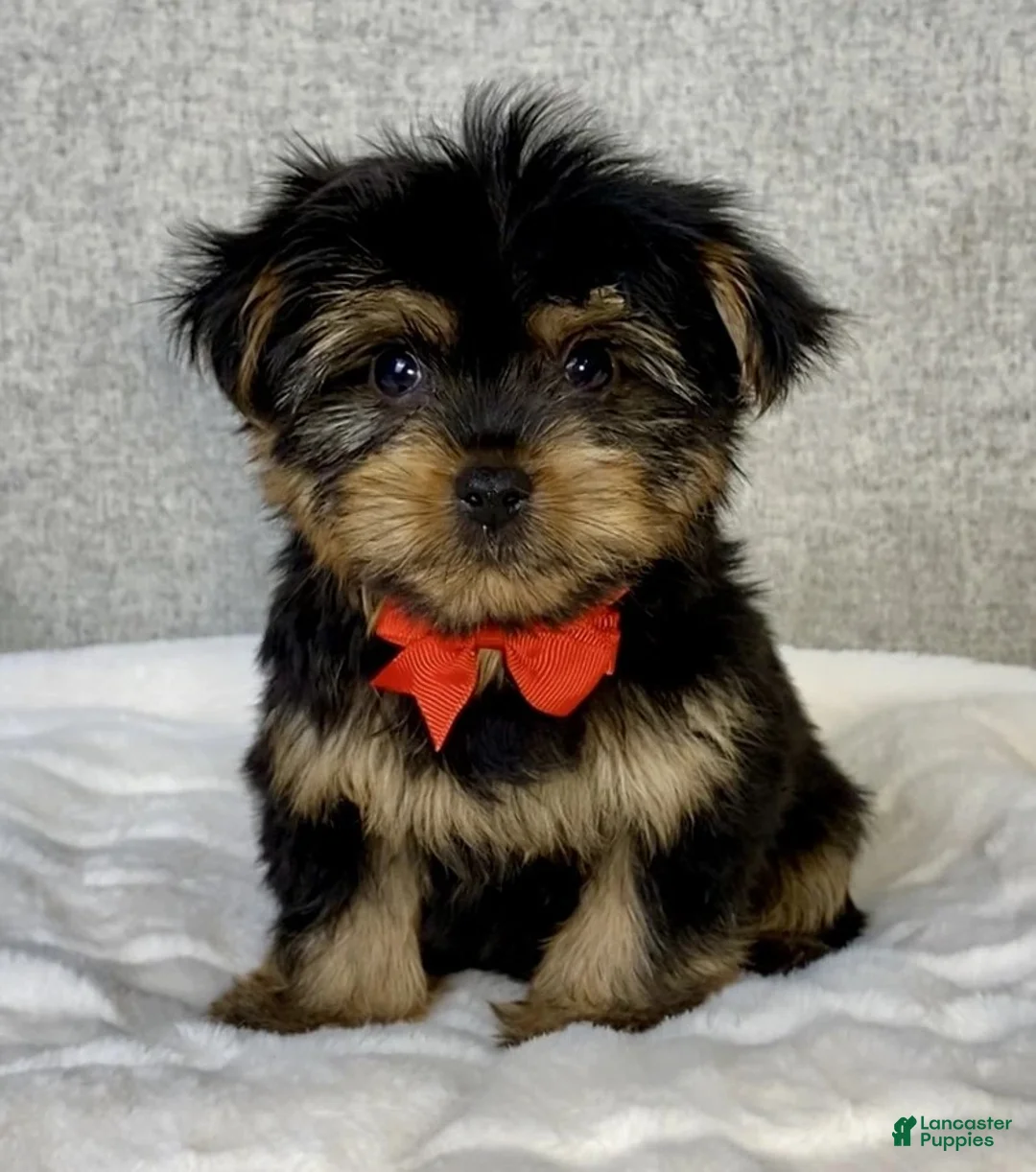 Yorkshire Terrier dogs for sale: Hudson - Ad 2