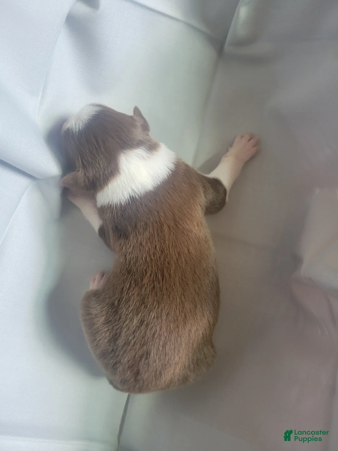 Australian Shepherd dogs for sale: Australian Shepherd 1 - Ad 2