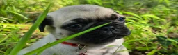 Pug dogs for sale: Moe - Ad 5