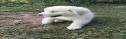 Great Pyrenees dogs for sale: Shasta - Ad 6