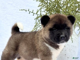 Akita dogs - Ad 36