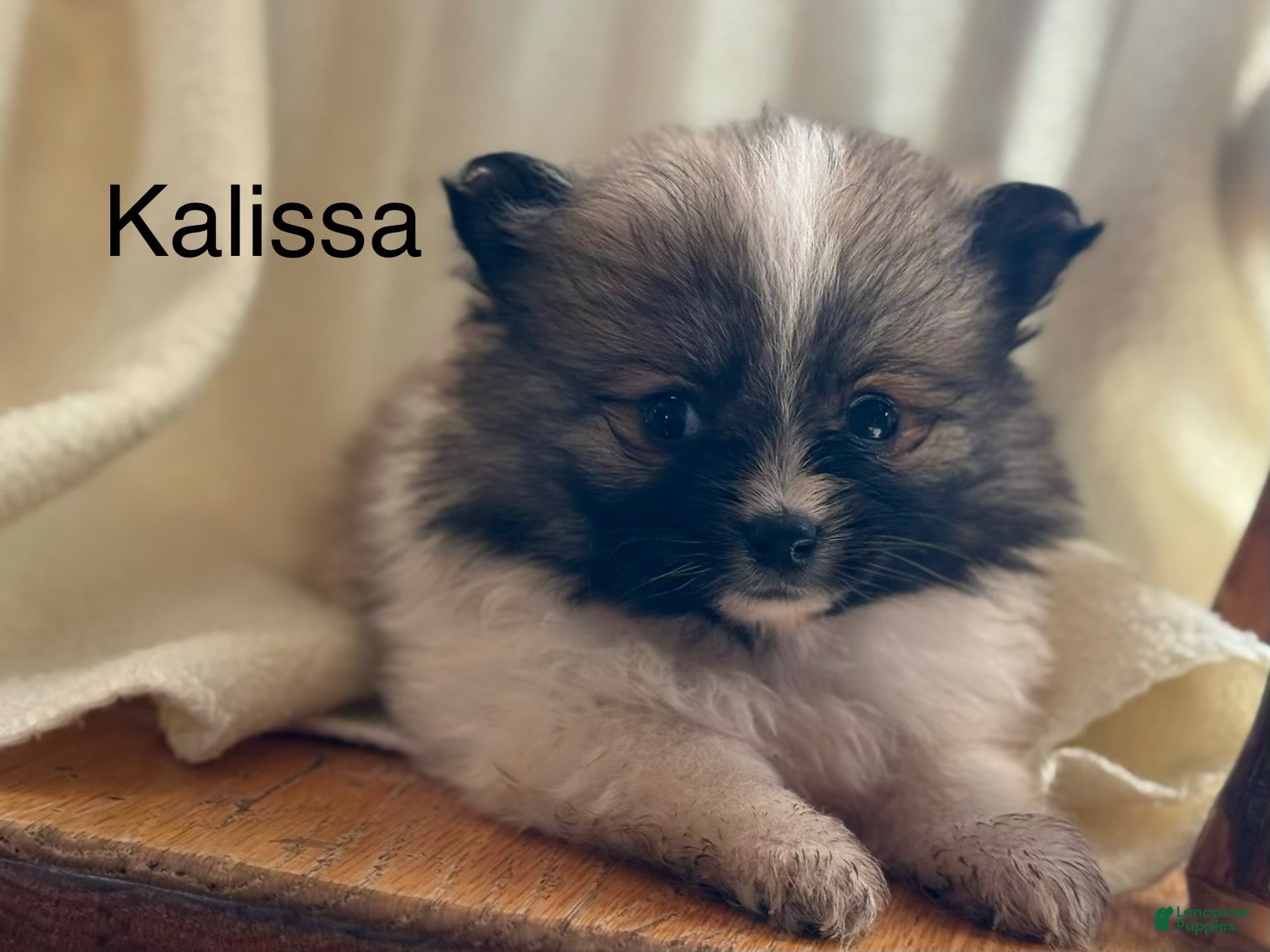 Pomeranian dogs Kalissa - Ad 1