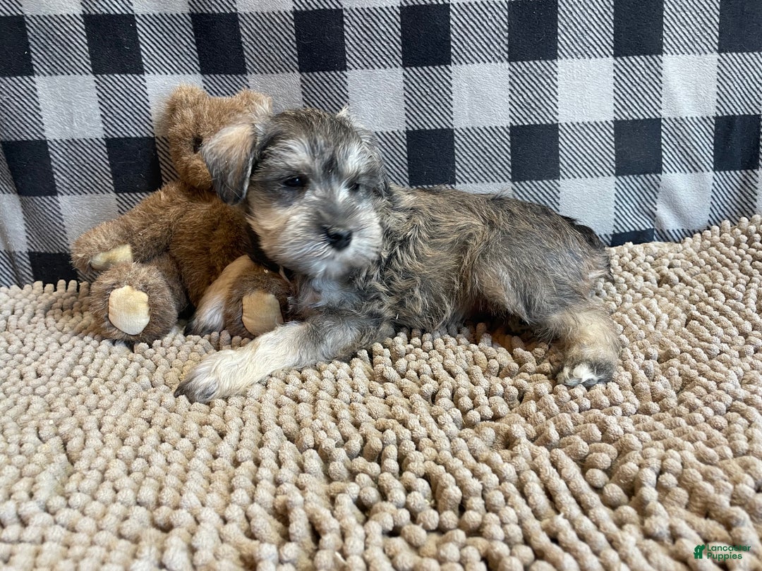 Miniature Schnauzer dogs for sale: Jake - Ad 4