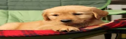 Golden Retriever dogs for sale: Genesis - Ad 9