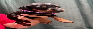 Purple Collar Female