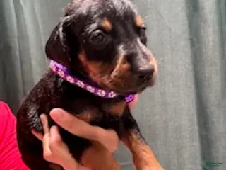 Doberman Pinscher dogs for sale: Purple Collar Female - Ad 2
