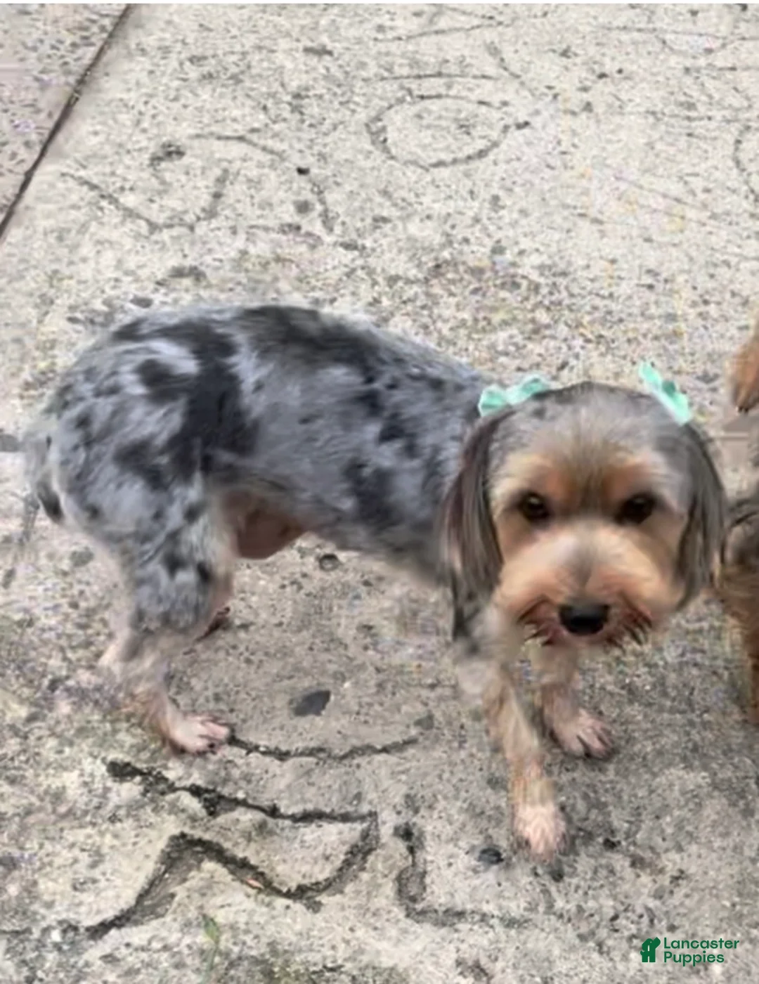 Yorkshire Terrier dogs for sale: Yorkshire Terrier Puppy 3 - Ad 2