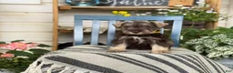 Miniature Schnauzer dogs for sale: Smokey - Ad 9