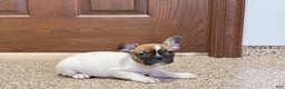 French Bulldog dogs for sale: French Bulldog Puppy 3 - Ad 4