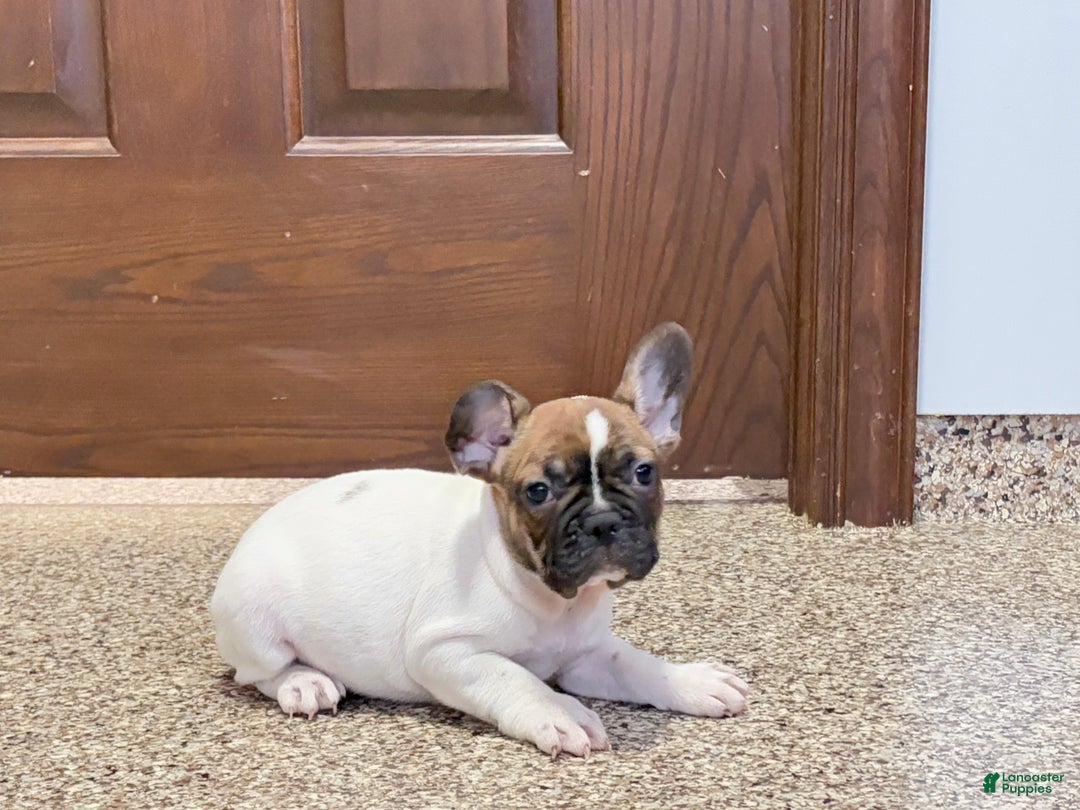 French Bulldog dogs for sale: French Bulldog Puppy 3 - Ad 4