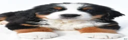 Bernese Mountain Dog dogs for sale: Bailey - Ad 7