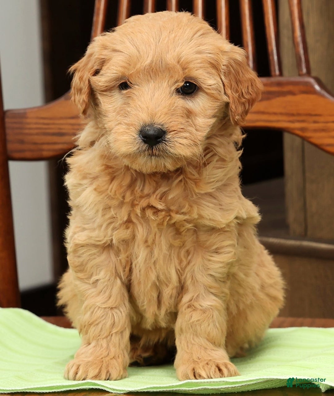 Mini Goldendoodle dogs for sale: Penelope - Ad 6