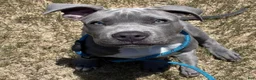 American Bully dogs for sale: Milo - Ad 1