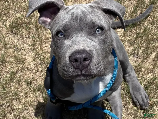American Bully dogs for sale: Milo - Ad 1