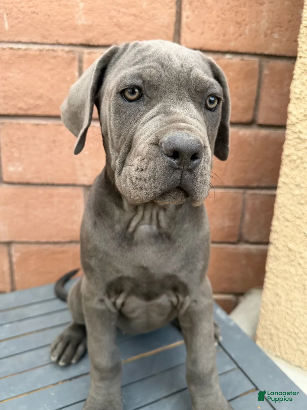 Cane Corso dogs for sale: Cane Corso 7 - Ad 7