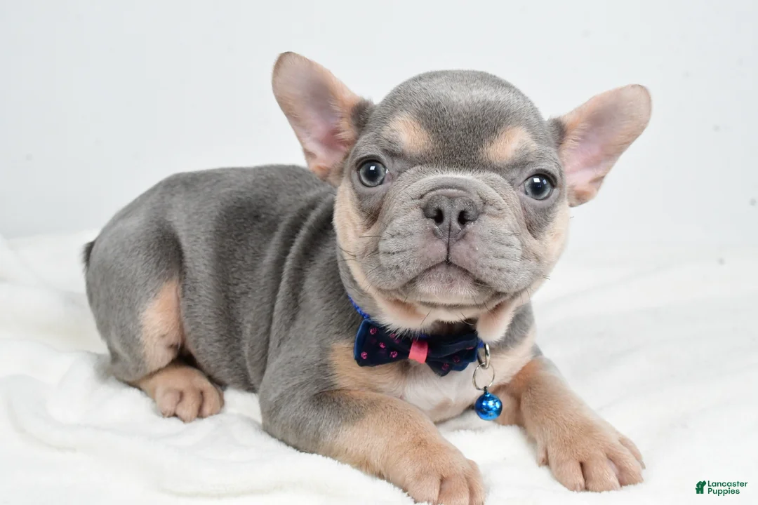 French Bulldog dogs for sale: Checkers - Ad 4