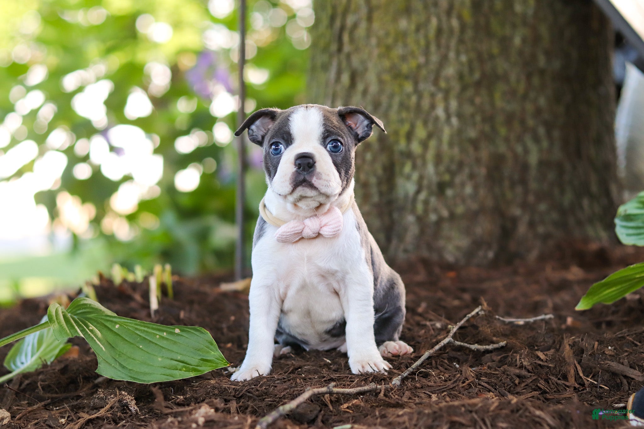 Boston Terrier dogs Mea - Ad 1