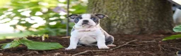 Boston Terrier dogs for sale: Mea - Ad 1