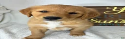 Golden Retriever dogs for sale: Gizmo - Ad 4