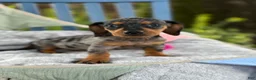 Miniature Dachshund dogs for sale: Tucker - Ad 9