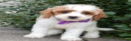 Cavapoo dogs for sale: Cora - Ad 5