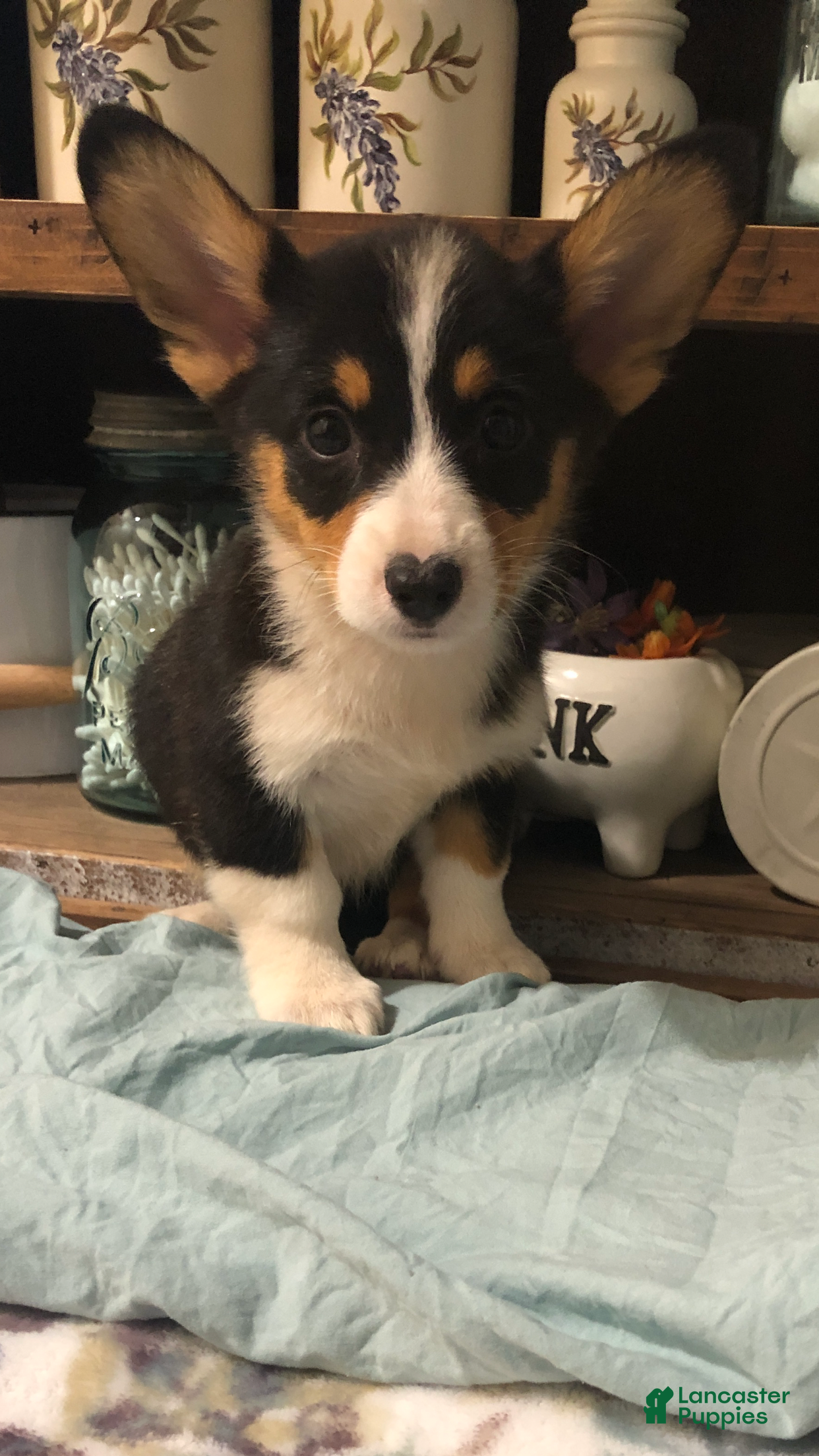 Welsh Corgi Pembroke dogs Creasy - Ad 11