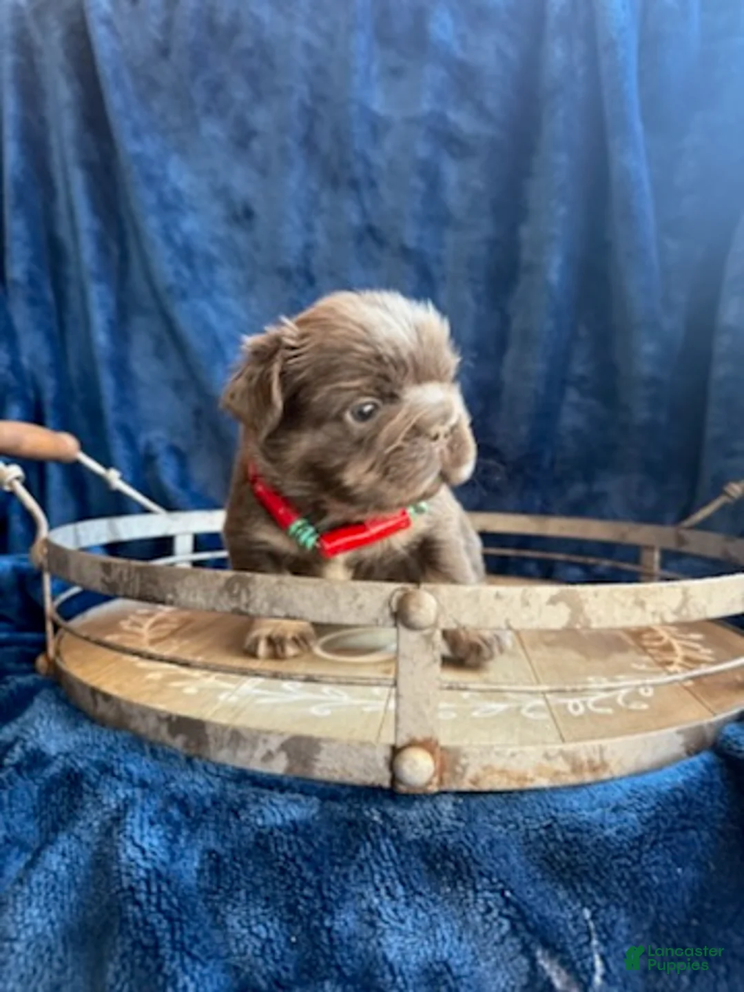 French Bulldog dogs for sale: Boy 2 - Ad 9