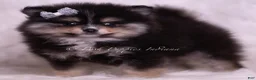 Pomeranian dogs for sale: Pear - Ad 5