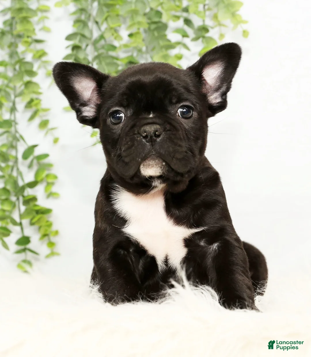 Frenchton dogs for sale: Vick - Ad 3