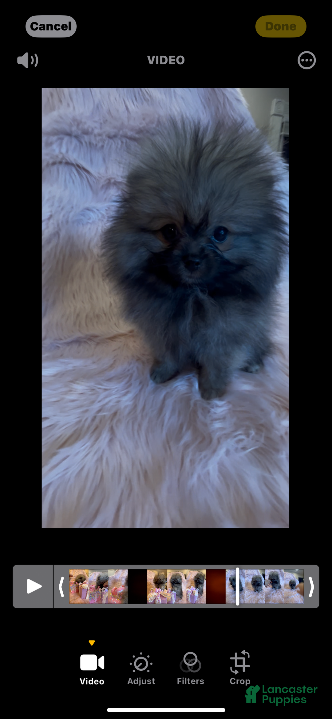 Pomeranian dogs for sale: Penny AKC Registered FULL RIGHTS - Ad 5