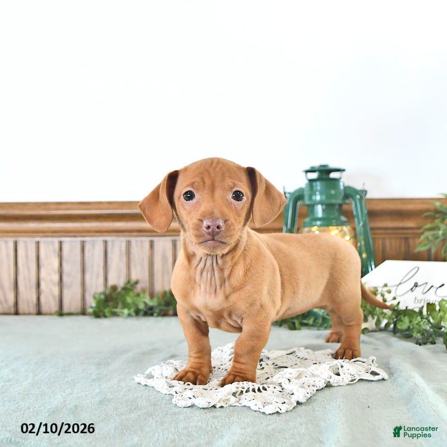 Miniature Dachshund dogs Bella   - Ad 5