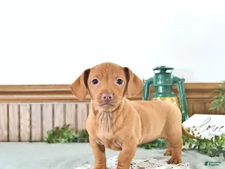 Miniature Dachshund dogs Bella - Ad 5