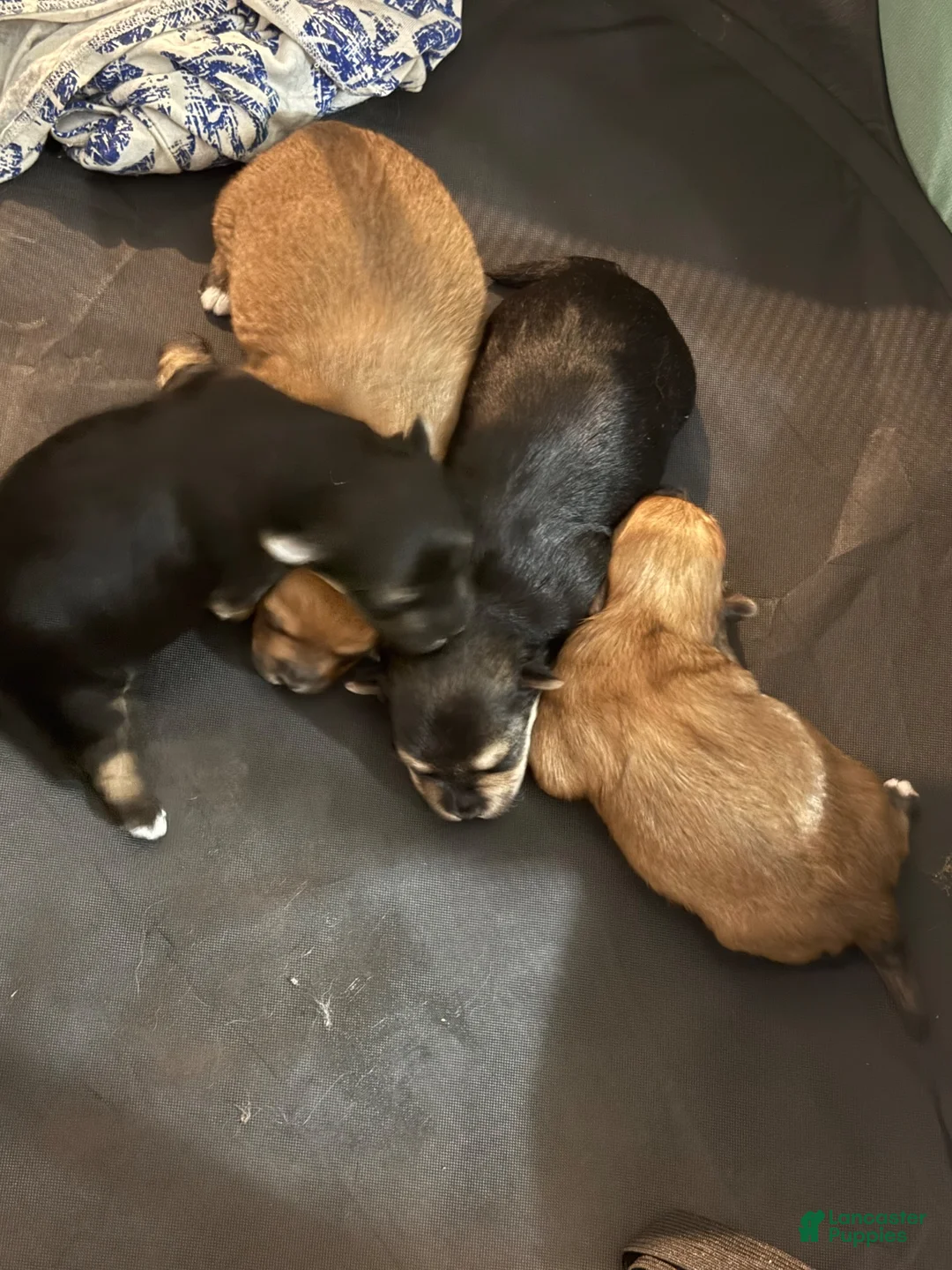 Morkie dogs for sale: Morkie 1 - Ad 1