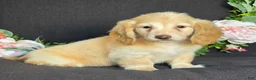 Miniature Dachshund dogs for sale: Dexter - Ad 2