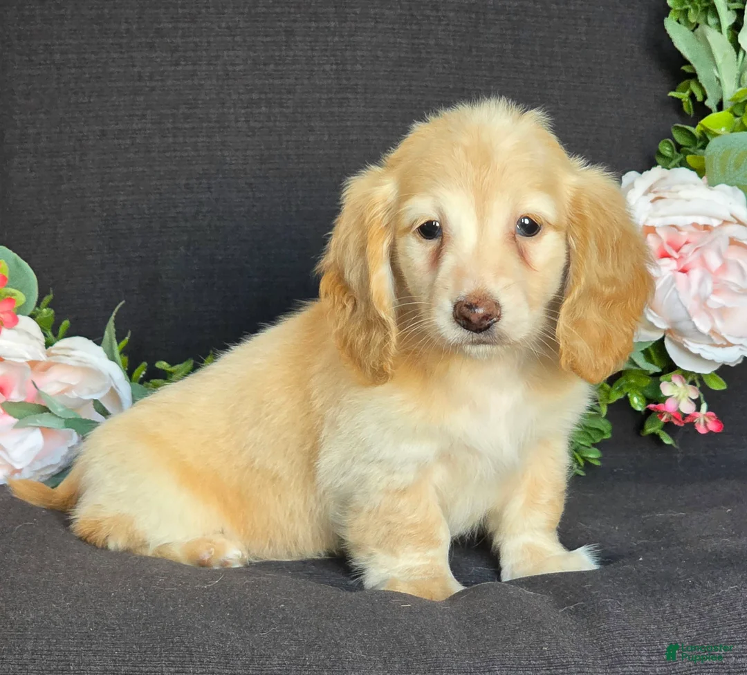 Miniature Dachshund dogs for sale: Dexter - Ad 2