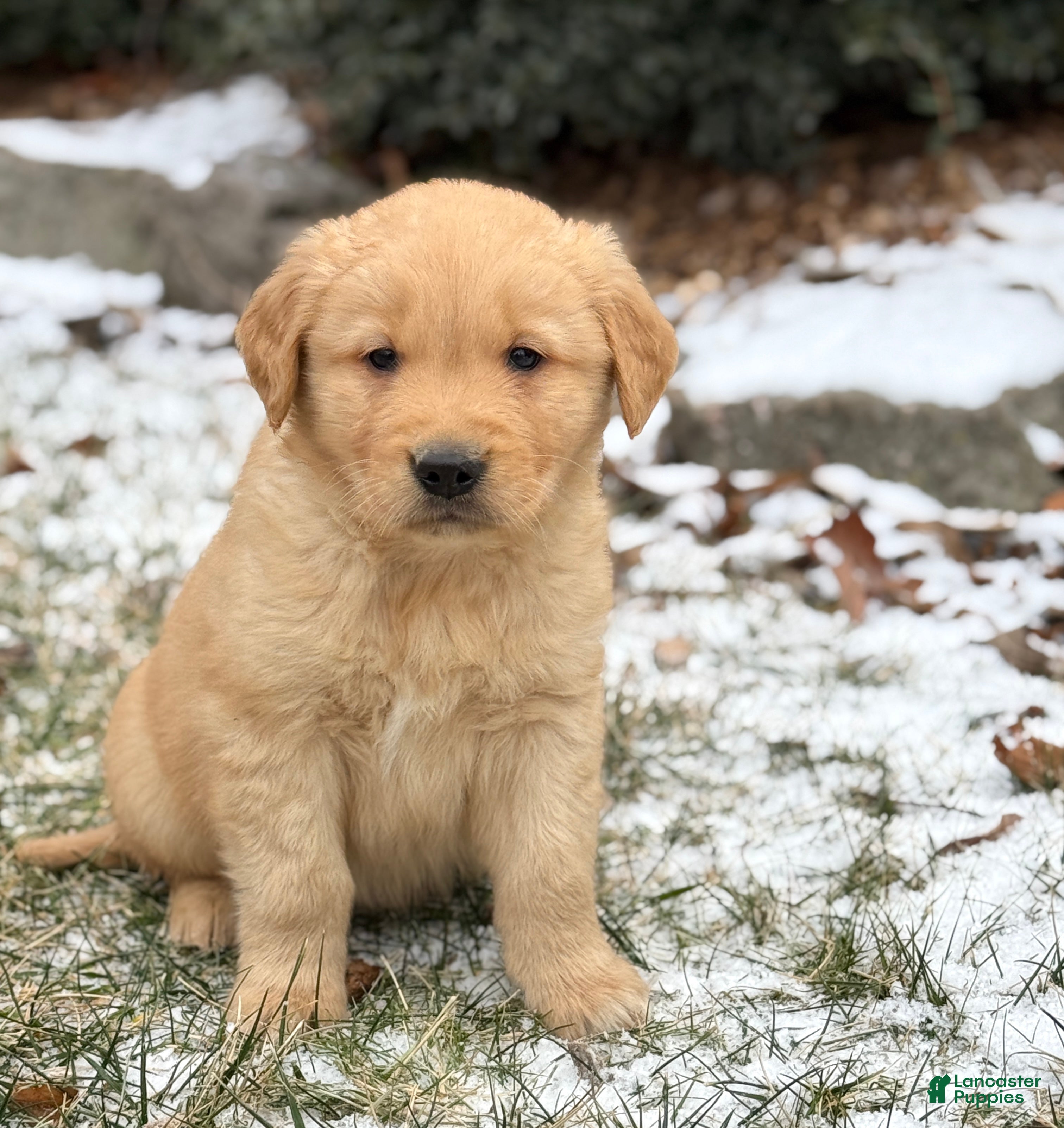 Golden Retriever dogs Sammy - Ad 17