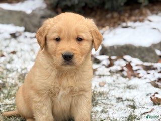 Golden Retriever dogs Sammy - Ad 8
