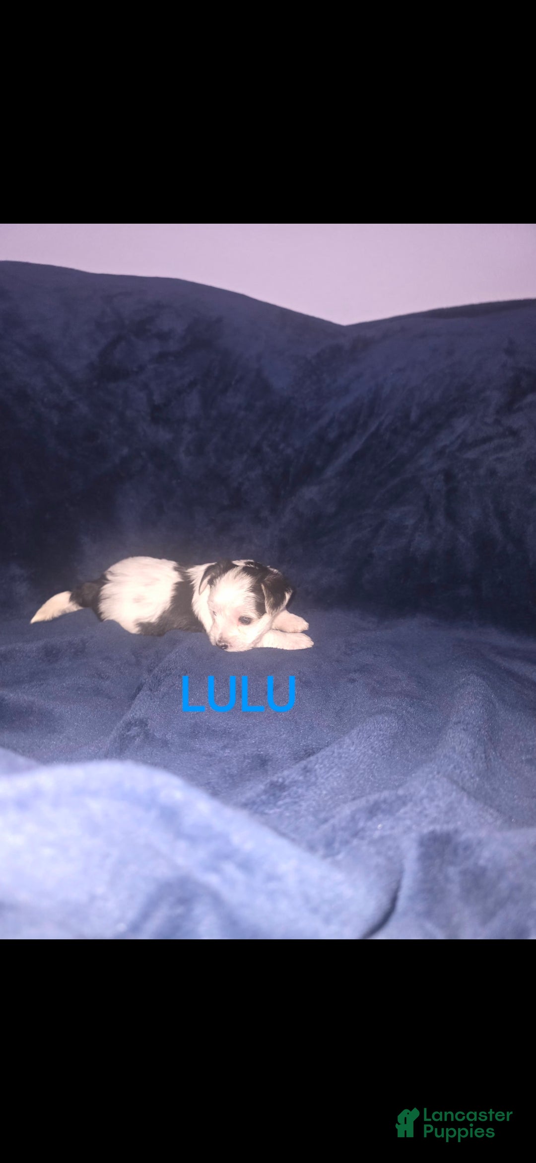 Yorkshire Terrier dogs Yorkshire Terrier 5 - Ad 21