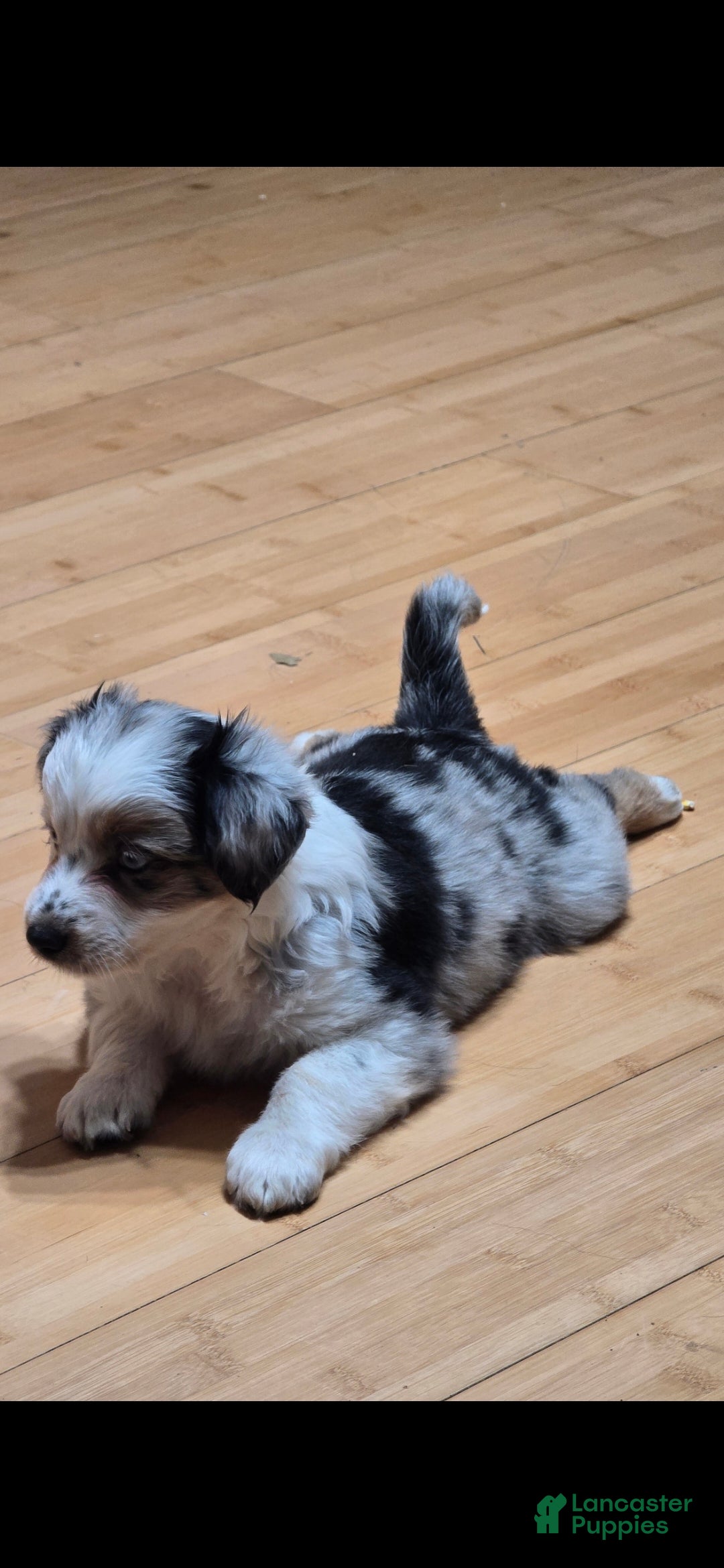 Miniature Australian Shepherd dogs Miniature Australian Shepherd 3 - Ad 4