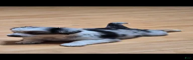 Miniature Australian Shepherd 3