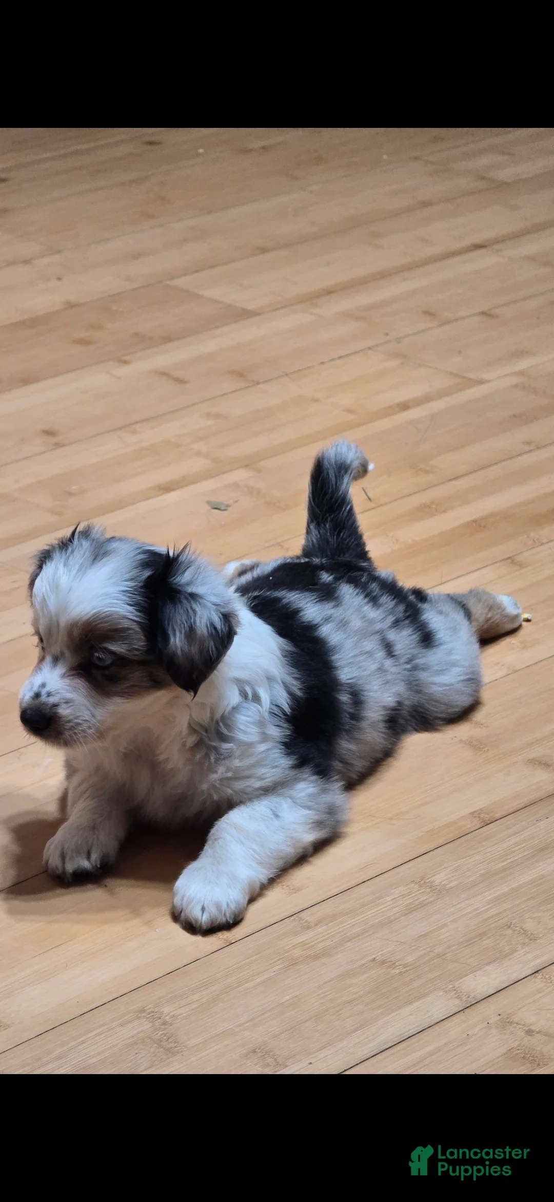 Miniature Australian Shepherd dogs for sale: Miniature Australian Shepherd 3 - Ad 1