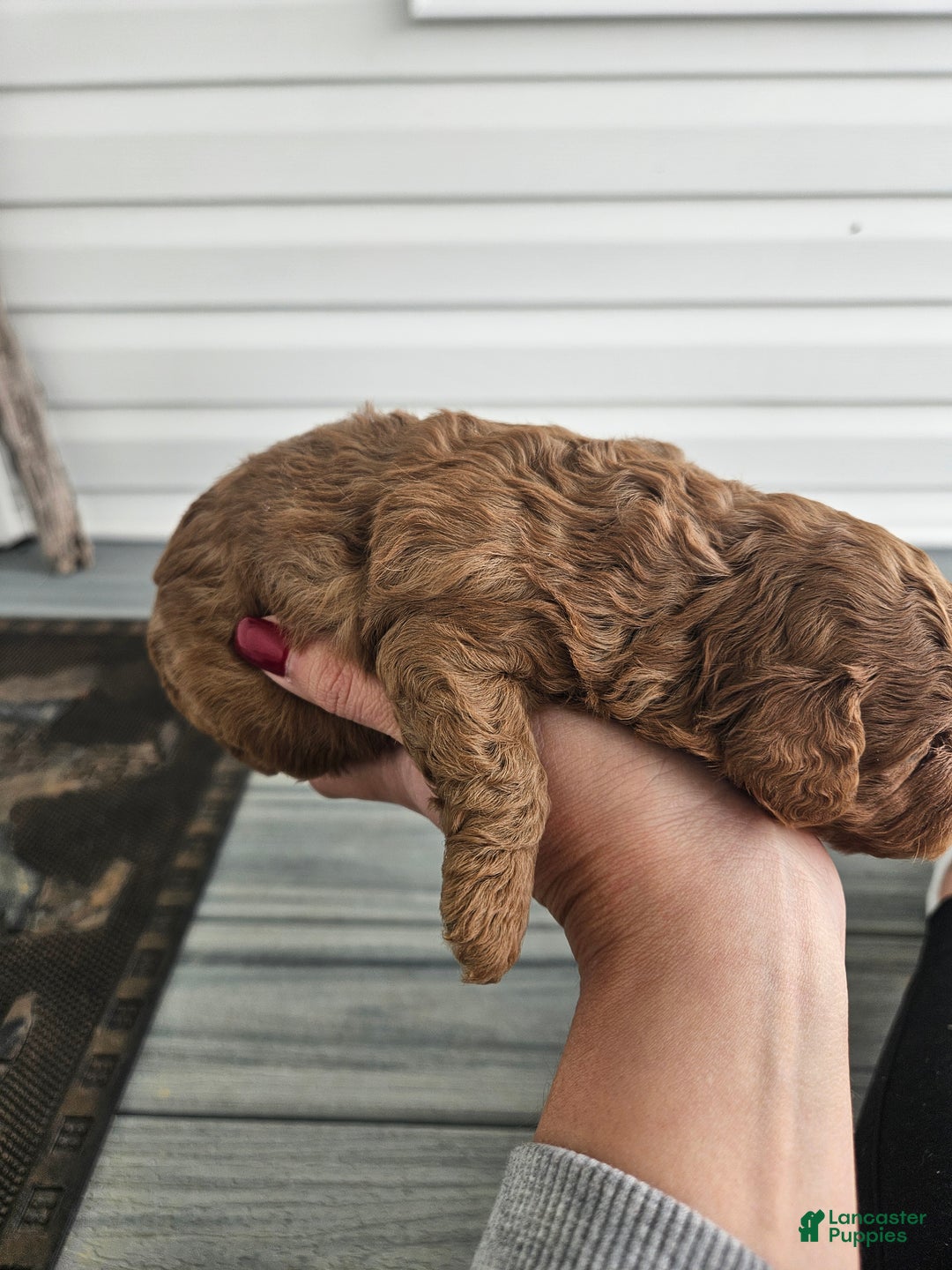 Cavapoo dogs for sale: Storm - Ad 4