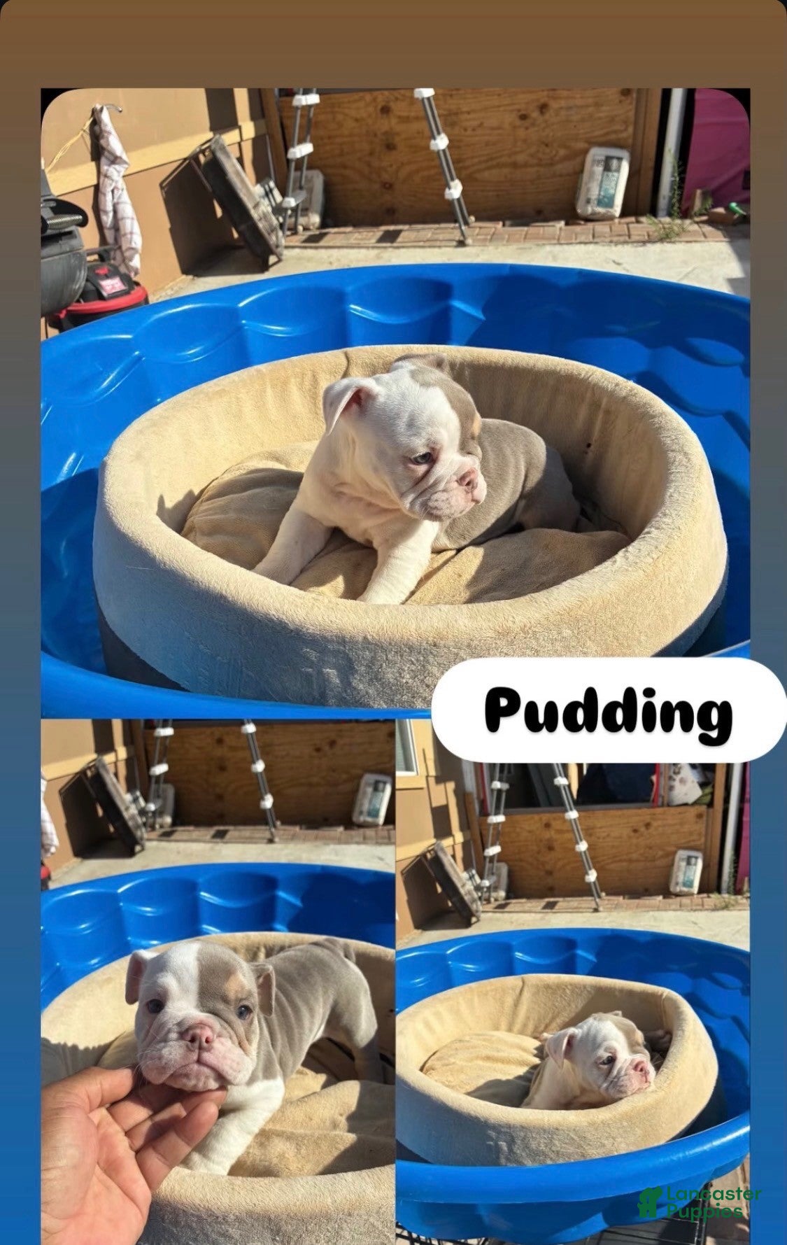 English Bulldog dogs Pudding - Ad 2